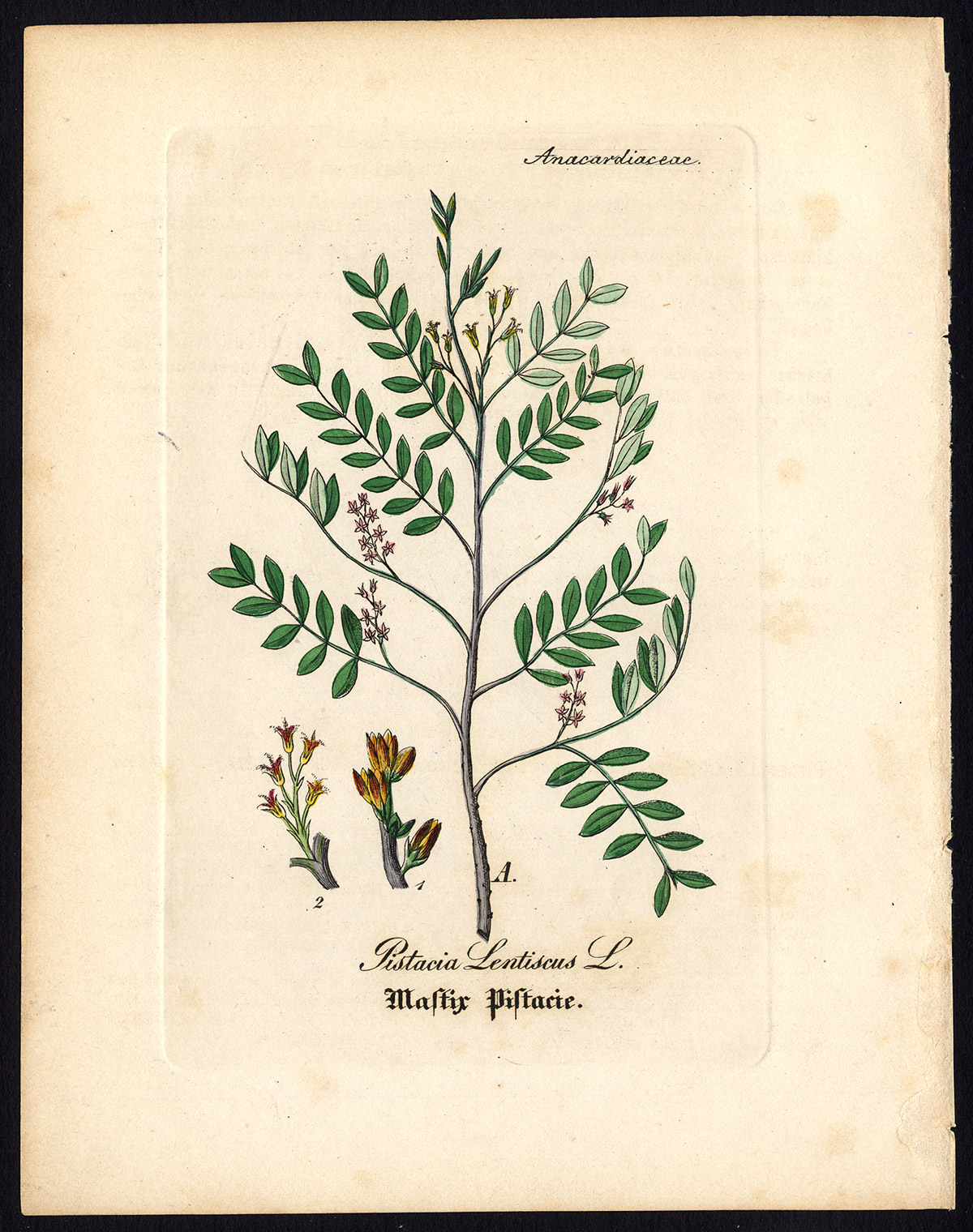 Ab2980 416x527 Rare Antique Botanical Print-MASTIC-PISTACIA LENTISCUS-Artus-Kirchner-1848