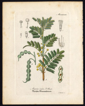 Antique Botanical Print-ACACIA VERA-TRUE-THORNTREE-WATTLE-Artus-Kirchner-1848