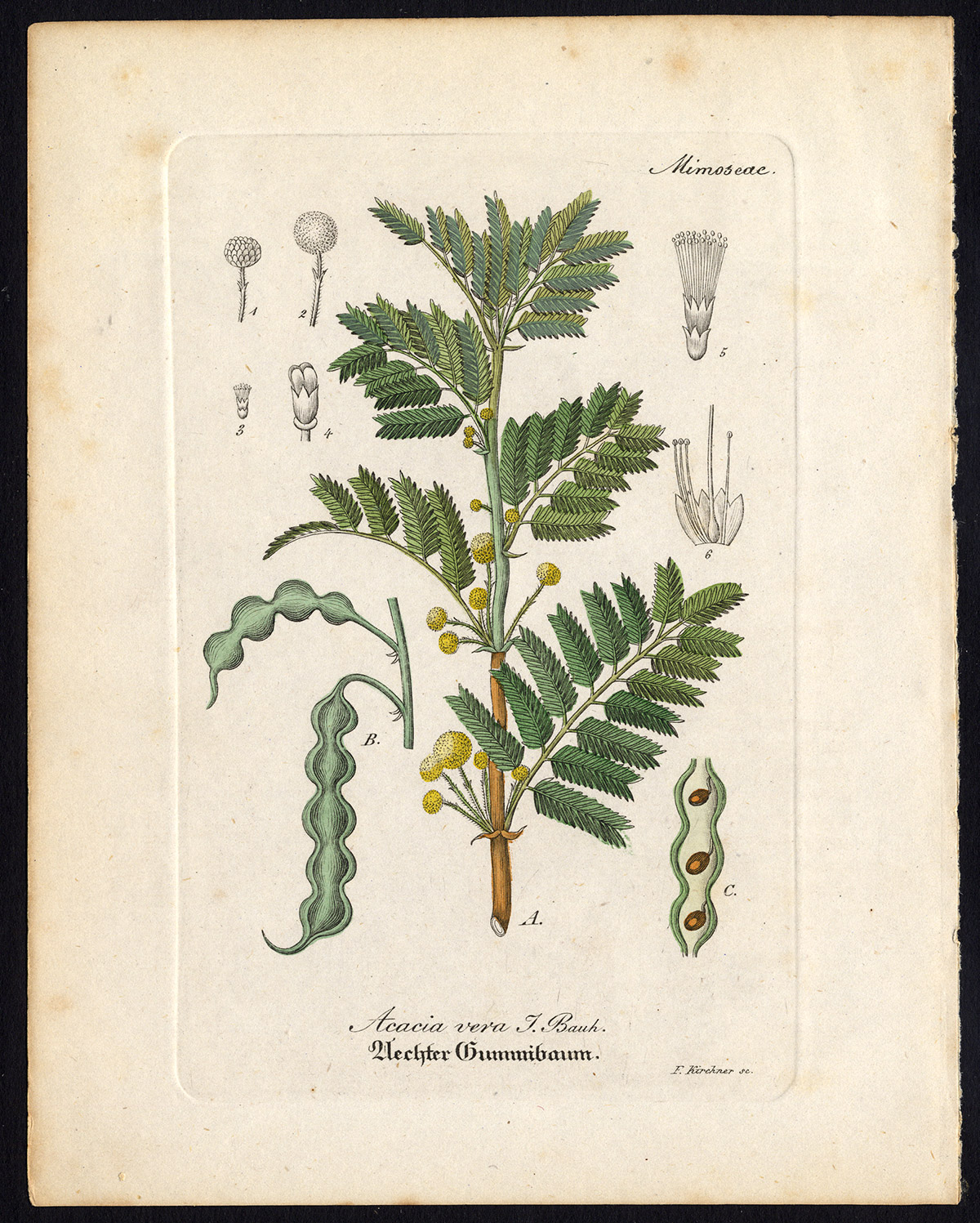 Ab2981 416x519 Antique Botanical Print-ACACIA VERA-TRUE-THORNTREE-WATTLE-Artus-Kirchner-1848