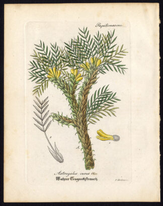 Rare Antique Botanical Print-ASTRAGALUS VERUS-MILKVETCH-Artus-Kirchner-1848