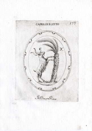Rare Antique Print-GOAT-PALM TREE-Pl. 177-Agostini-Battista-1657