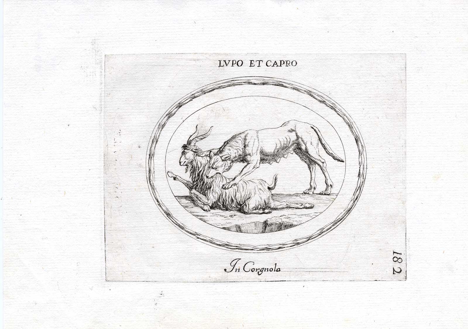 , Rare Antique Print-WOLF-GOAT-BITE-NECK-Pl. 182-Agostini-Battista-1657, Pictura Antique Prints