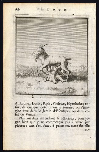 Antique Print-PRAISE OF FOLLY-GOAT-SUCKLING CHILD-Holbein-Erasmus-1728