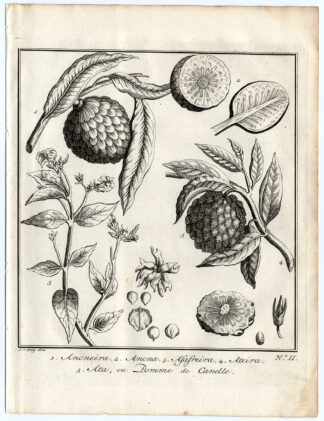 Antique Print-CERIMOYA-ASAFREIRA-SUGER APPLE-Schley-Bellin-Roman-1767