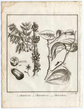 Antique Print-BETELEIRA-BILIMBEIRA-Schley-Bellin-Roman-1767