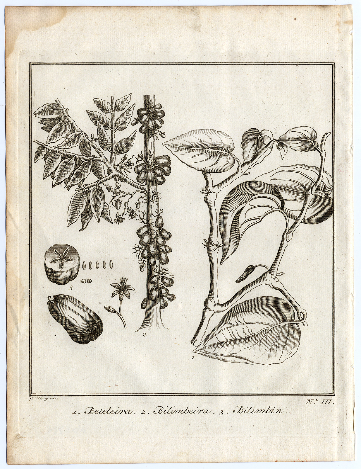, Antique Print-BETELEIRA-BILIMBEIRA-Schley-Bellin-Roman-1767, Pictura Antique Prints