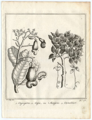 Antique Print-CASHEW-NUT-CINNAMON-Schley-Bellin-Roman-1767
