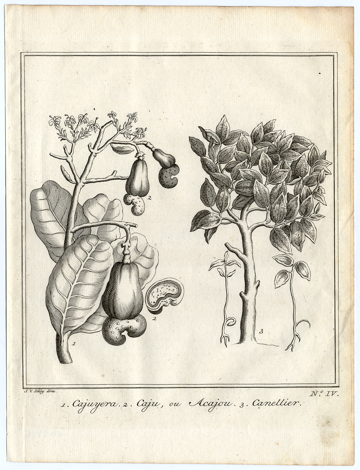 , Antique Print-CASHEW-NUT-CINNAMON-Schley-Bellin-Roman-1767, Pictura Antique Prints