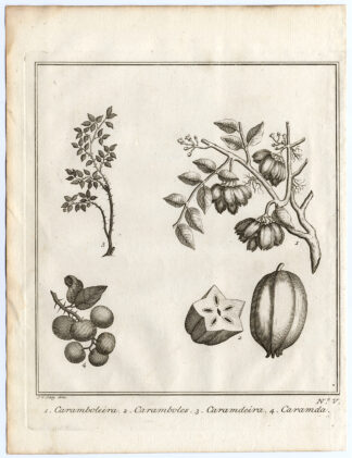 Antique Print-STARFRUIT-CARAMDA-Schley-Bellin-Roman-1767