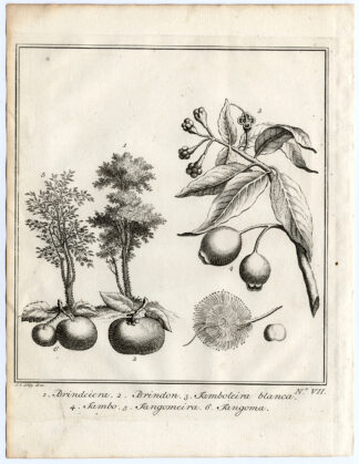 Antique Print-BRINDON-JAMBO-JANGOMA-Schley-Bellin-Roman-1767