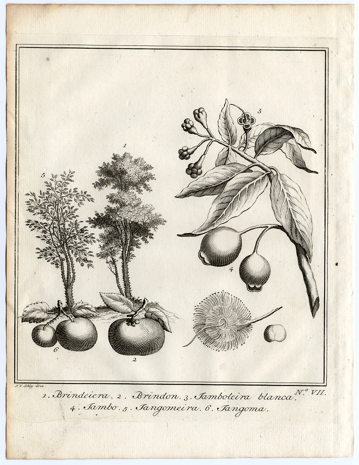 , Antique Print-BRINDON-JAMBO-JANGOMA-Schley-Bellin-Roman-1767, Pictura Antique Prints
