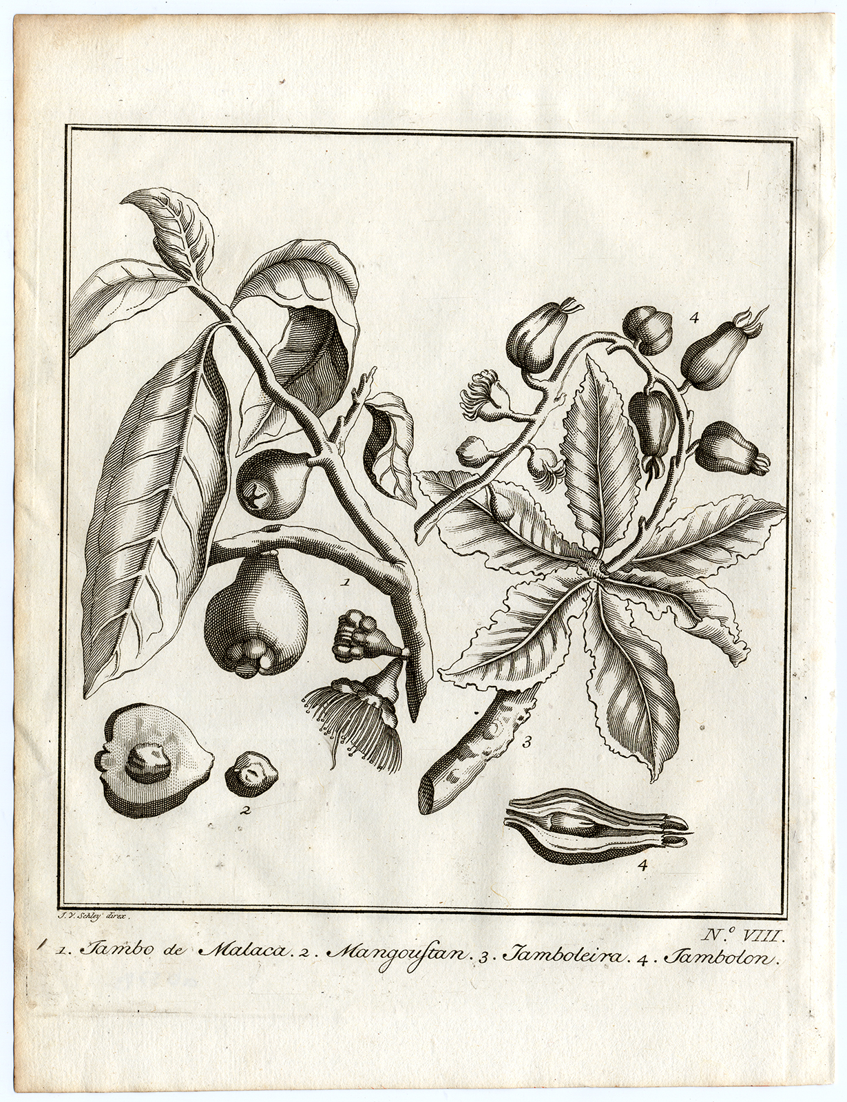 , Antique Print-MALACCA APPLE-MANGOUSTAN-JAMBOLON-Schley-Bellin-Roman-1767, Pictura Antique Prints