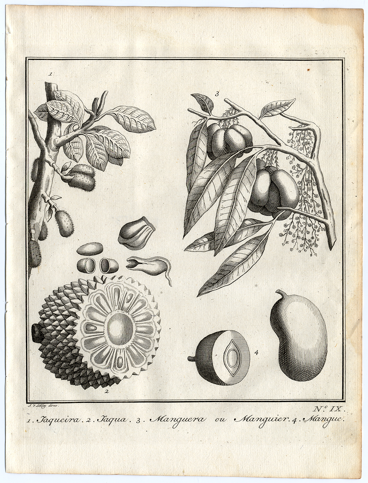 , Antique Print-JACKFRUIT-MANGO-Schley-Bellin-Roman-1767, Pictura Antique Prints