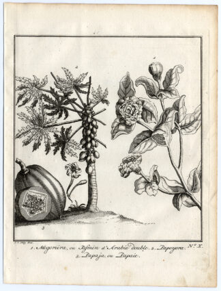 Antique Print-MOGRA-PAPAYA-Schley-Bellin-Roman-1767