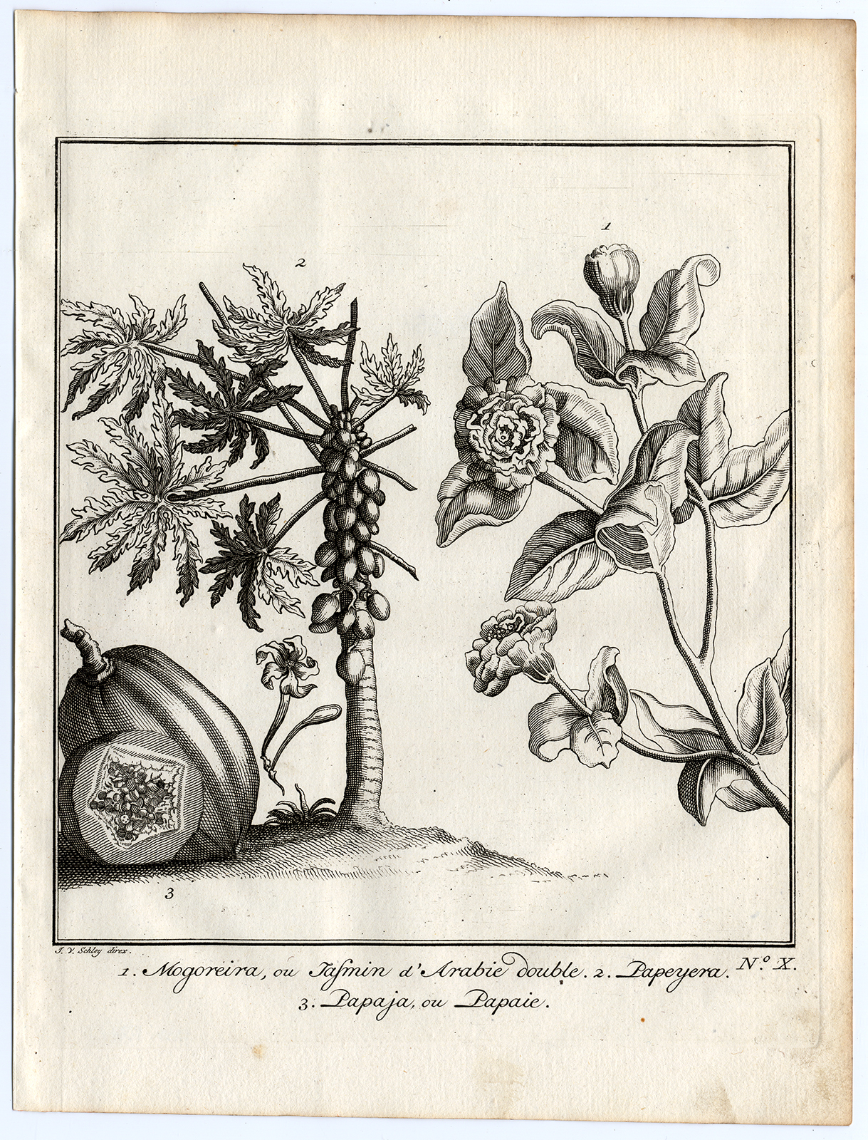 , Antique Print-MOGRA-PAPAYA-Schley-Bellin-Roman-1767, Pictura Antique Prints