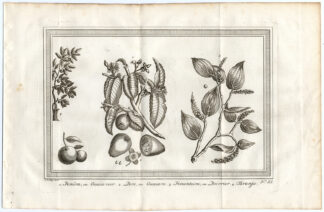 Antique Print-GUAVA-PEPPER-ORANGE-Schley-Bellin-Roman-1767