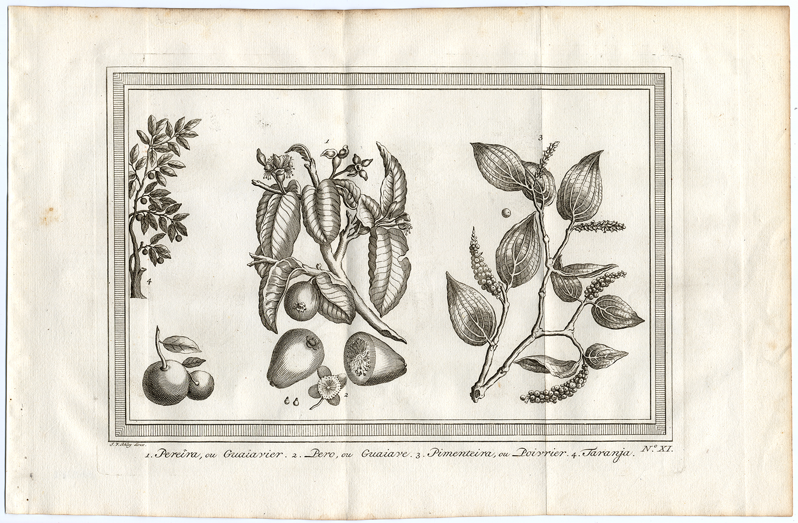 , Antique Print-GUAVA-PEPPER-ORANGE-Schley-Bellin-Roman-1767, Pictura Antique Prints