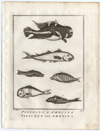 Antique Print-AMBON-SOUTHEAST ASIA-TROPICAL FISH-I-Schley-Bellin-Roman-1767