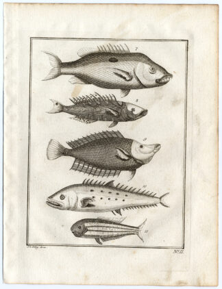 Antique Print-AMBON-SOUTHEAST ASIA-TROPICAL FISH-II-Schley-Bellin-Roman-1767