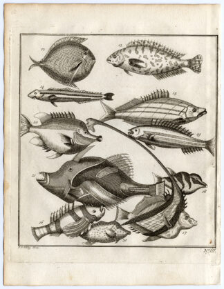 Antique Print-AMBON-SE ASIA-TROPICAL FISH-III-Schley-Bellin-Roman-1767