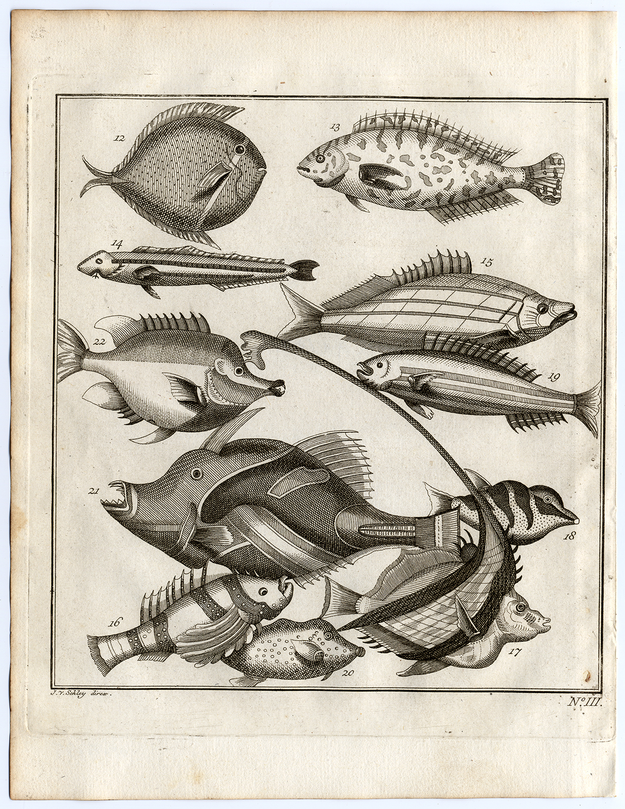 , Antique Print-AMBON-SE ASIA-TROPICAL FISH-III-Schley-Bellin-Roman-1767, Pictura Antique Prints