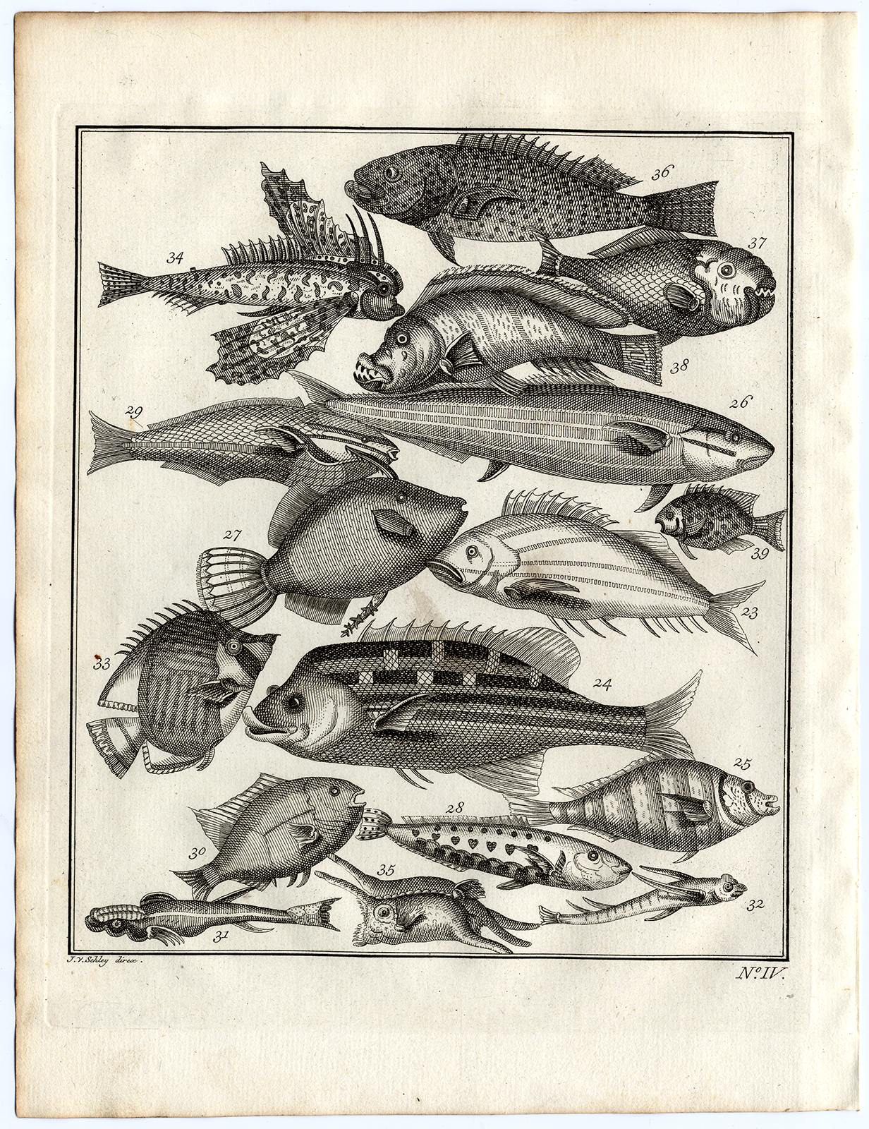 , Antique Print-AMBON-SOUTHEAST ASIA-TROPICAL FISH-IV-Schley-Bellin-Roman-1767, Pictura Antique Prints