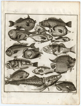 Antique Print-AMBON-SOUTHEAST ASIA-TROPICAL FISH-V-Schley-Bellin-Roman-1767