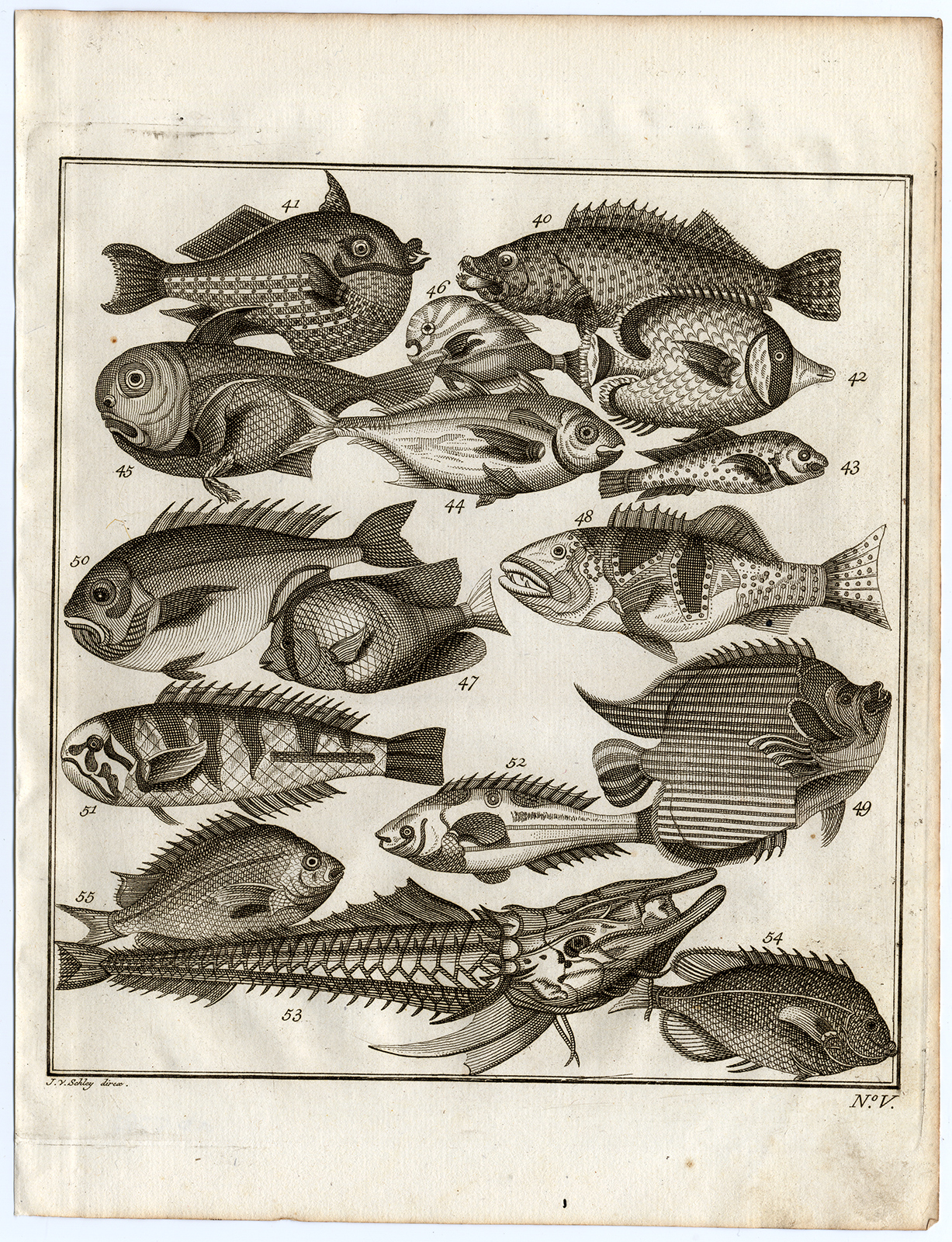 , Antique Print-AMBON-SOUTHEAST ASIA-TROPICAL FISH-V-Schley-Bellin-Roman-1767, Pictura Antique Prints