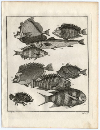 Antique Print-AMBON-SE ASIA-TROPICAL FISH-VII-Schley-Bellin-Roman-1767
