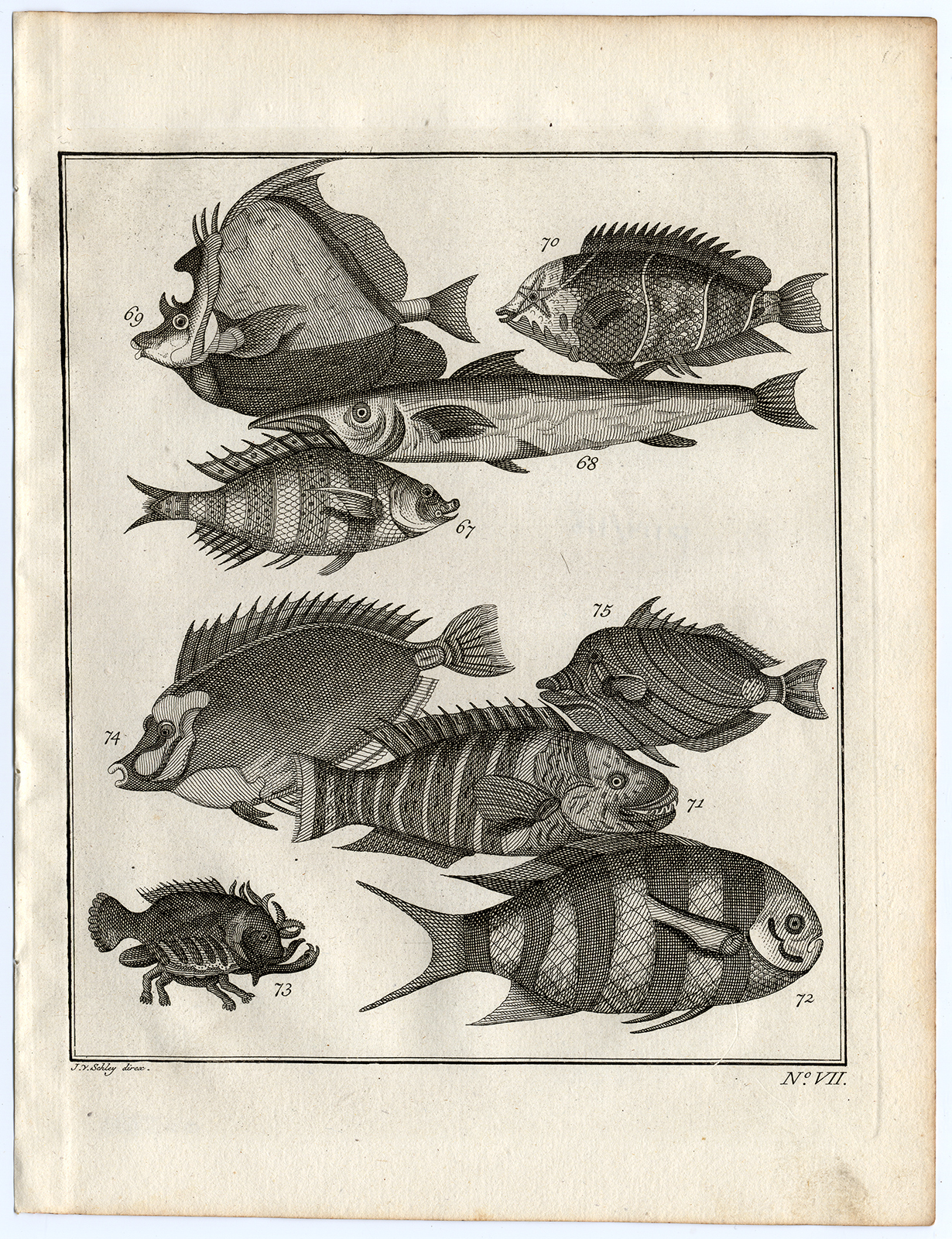 , Antique Print-AMBON-SE ASIA-TROPICAL FISH-VII-Schley-Bellin-Roman-1767, Pictura Antique Prints