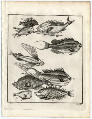 Antique Print-AMBON-SE. ASIA-TROPICAL FISH-VIII-Schley-Bellin-Roman-1767