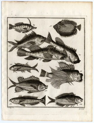 Antique Print-AMBON-SOUTHEAST ASIA-TROPICAL FISH-IX-Schley-Bellin-Roman-1767