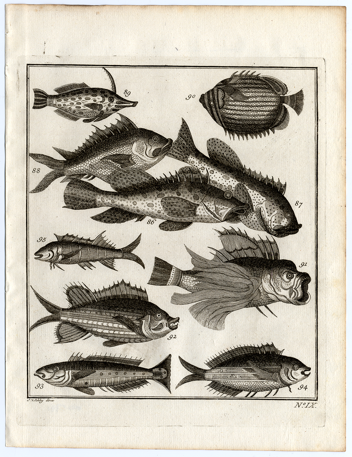 , Antique Print-AMBON-SOUTHEAST ASIA-TROPICAL FISH-IX-Schley-Bellin-Roman-1767, Pictura Antique Prints