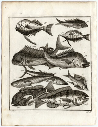 Antique Print-AMBON-SOUTHEAST ASIA-TROPICAL FISH-X-Schley-Bellin-Roman-1767