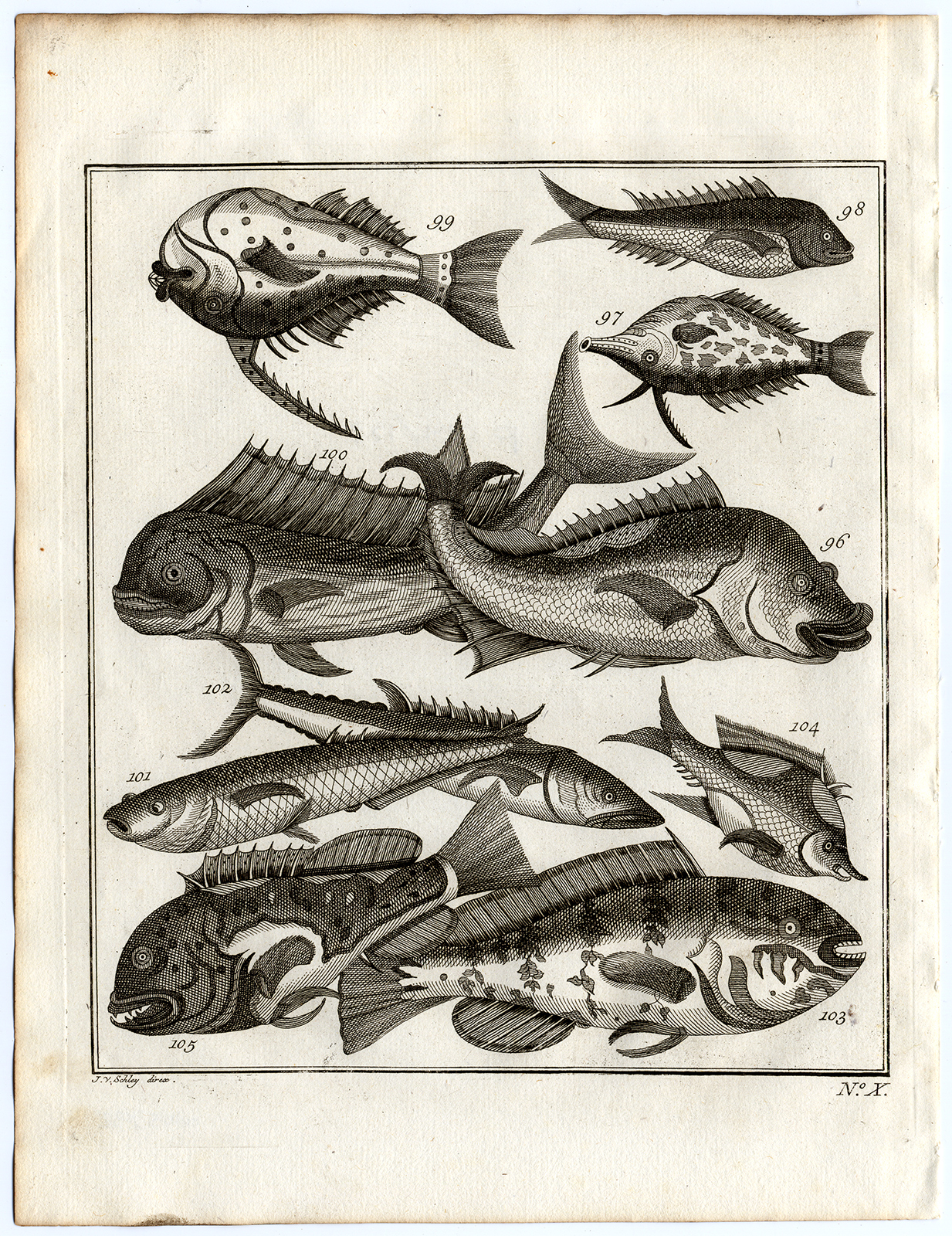, Antique Print-AMBON-SOUTHEAST ASIA-TROPICAL FISH-X-Schley-Bellin-Roman-1767, Pictura Antique Prints