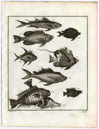 Antique Print-AMBON-SOUTHEAST ASIA-TROPICAL FISH-XI-Schley-Bellin-Roman-1767