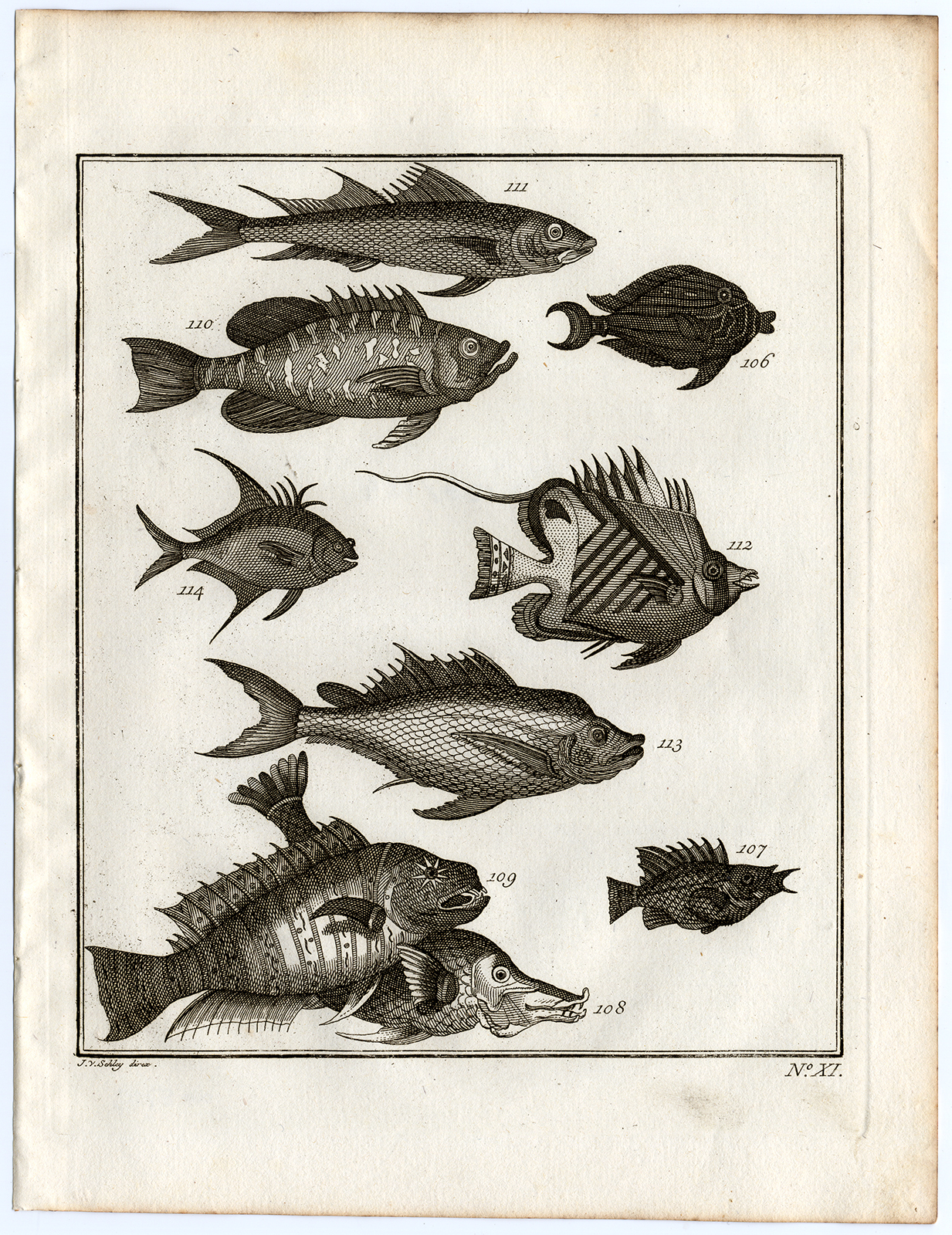 , Antique Print-AMBON-SOUTHEAST ASIA-TROPICAL FISH-XI-Schley-Bellin-Roman-1767, Pictura Antique Prints