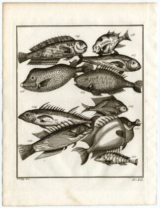 Antique Print-AMBON-COFFIN FISH-TROPICAL-ASIA-XII-Schley-Bellin-Roman-1767