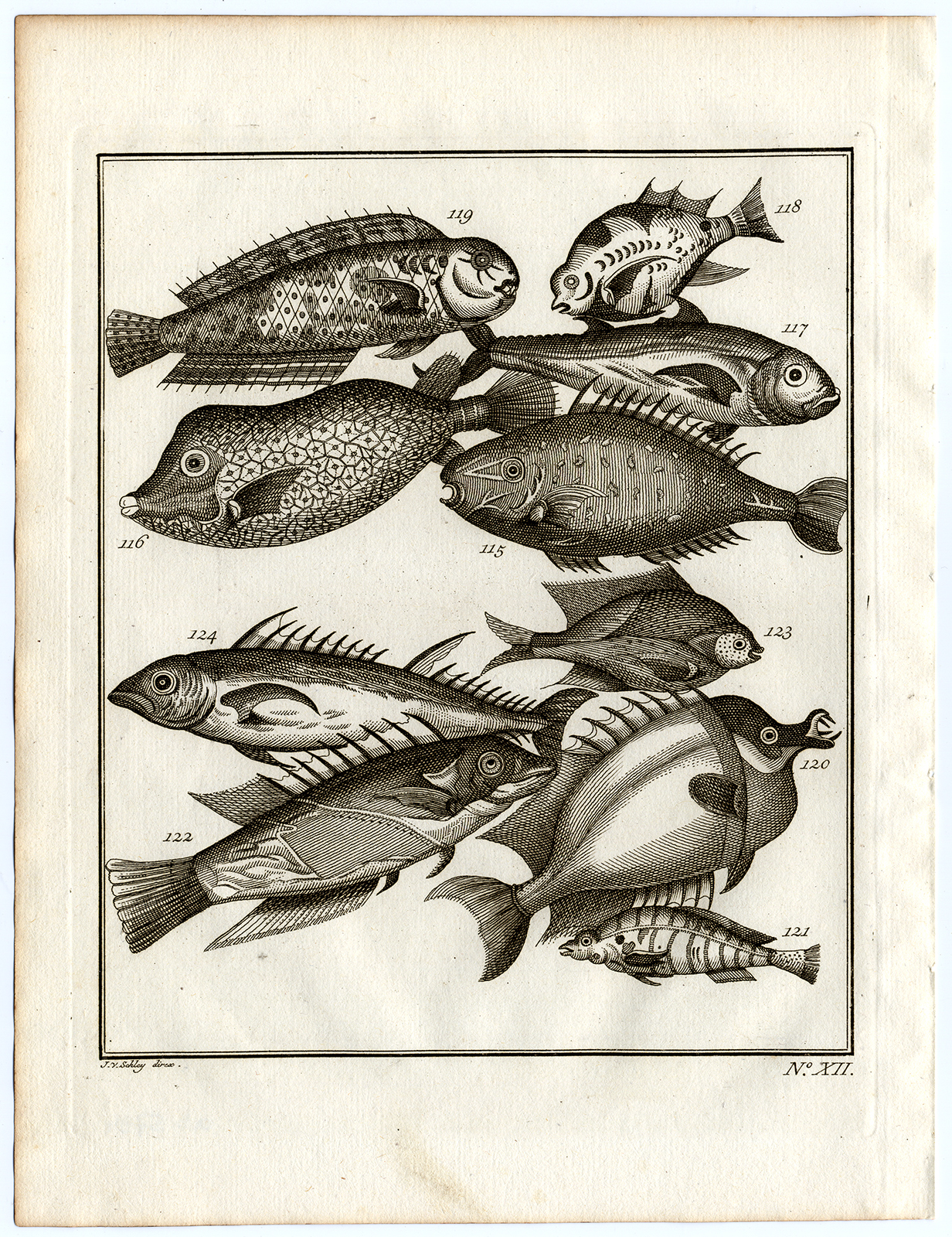 , Antique Print-AMBON-COFFIN FISH-TROPICAL-ASIA-XII-Schley-Bellin-Roman-1767, Pictura Antique Prints