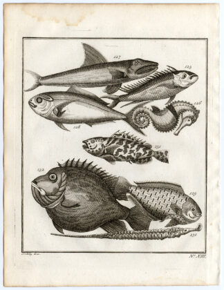 Antique Print-AMBON-SE. ASIA-TROPICAL FISH-XIII-Schley-Bellin-Roman-1767