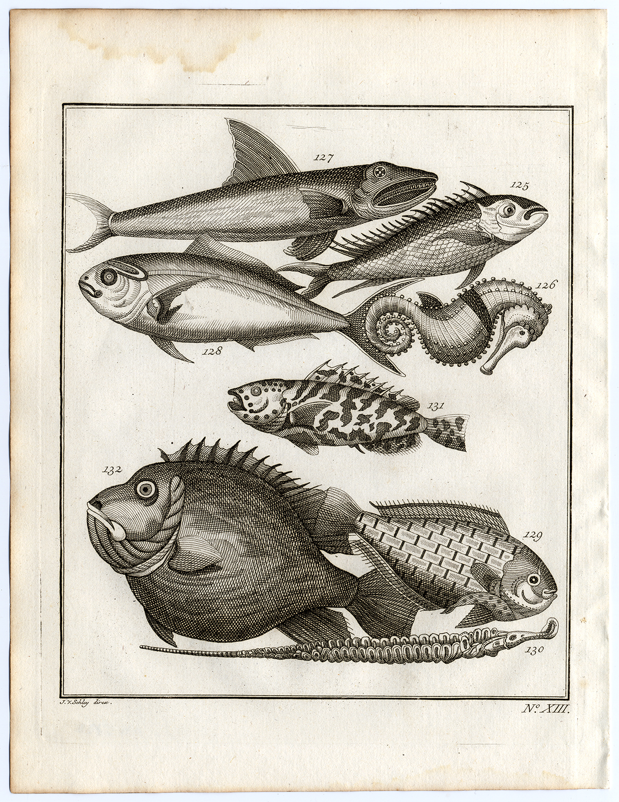 , Antique Print-AMBON-SE. ASIA-TROPICAL FISH-XIII-Schley-Bellin-Roman-1767, Pictura Antique Prints