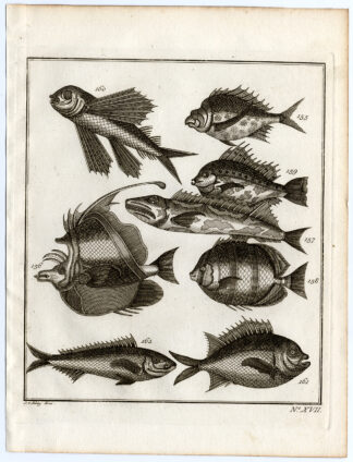 Antique Print-AMBON-SOUTHEAST ASIA-TROPICAL FISH-XVII-Schley-Bellin-Roman-1767