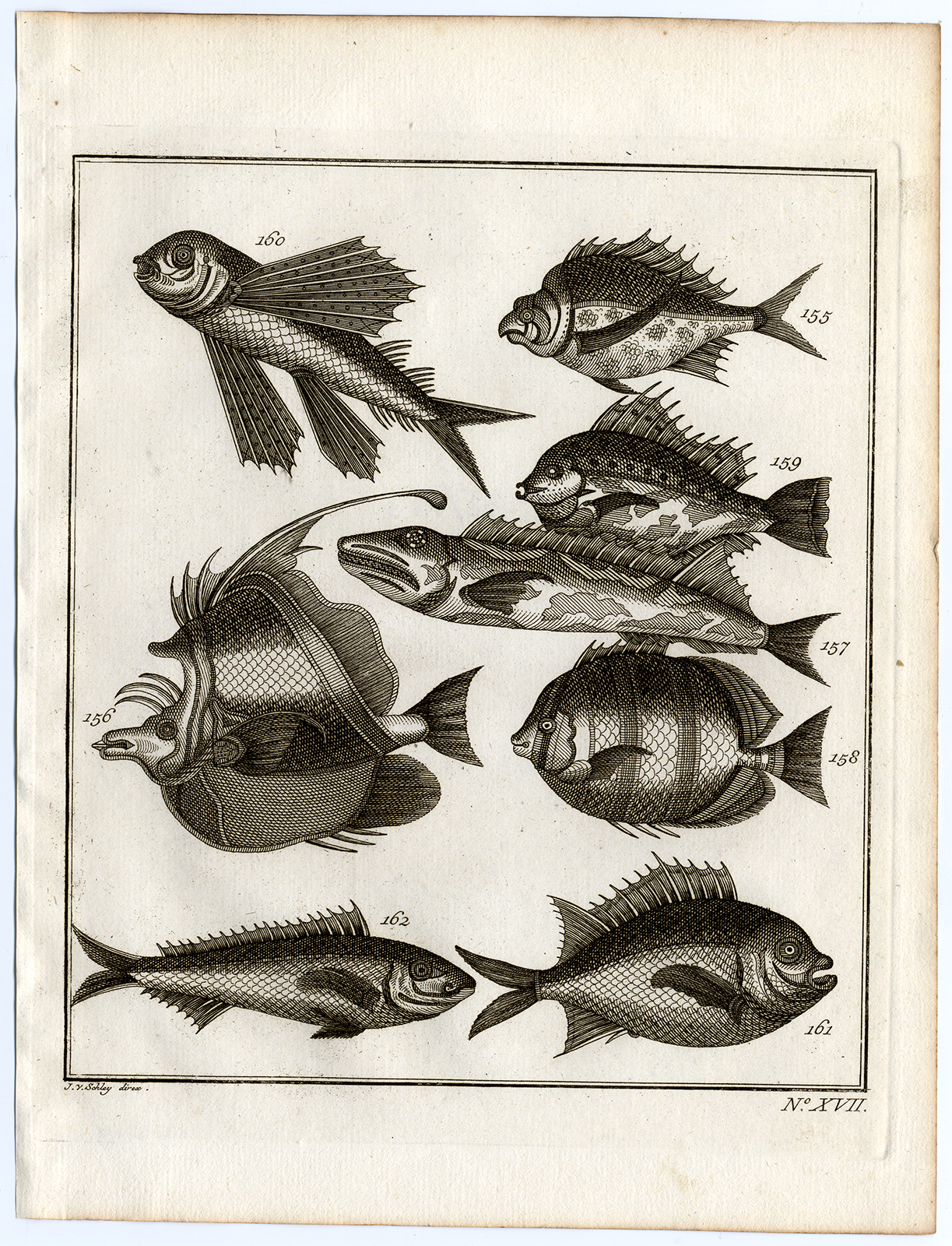 , Antique Print-AMBON-SOUTHEAST ASIA-TROPICAL FISH-XVII-Schley-Bellin-Roman-1767, Pictura Antique Prints