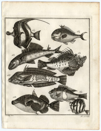 Antique Print-AMBON-SOUTHEAST ASIA-TROPICAL FISH-XVIII-Schley-Bellin-Roman-1767
