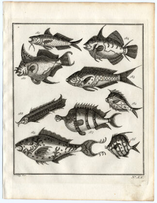 Antique Print-AMBON-SOUTHEAST ASIA-TROPICAL FISH-XX-Schley-Bellin-Roman-1767