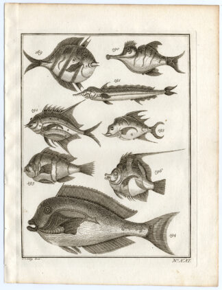 Antique Print-AMBON-SOUTHEAST ASIA-TROPICAL FISH-P. XXI-Schley-Bellin-Roman-1767