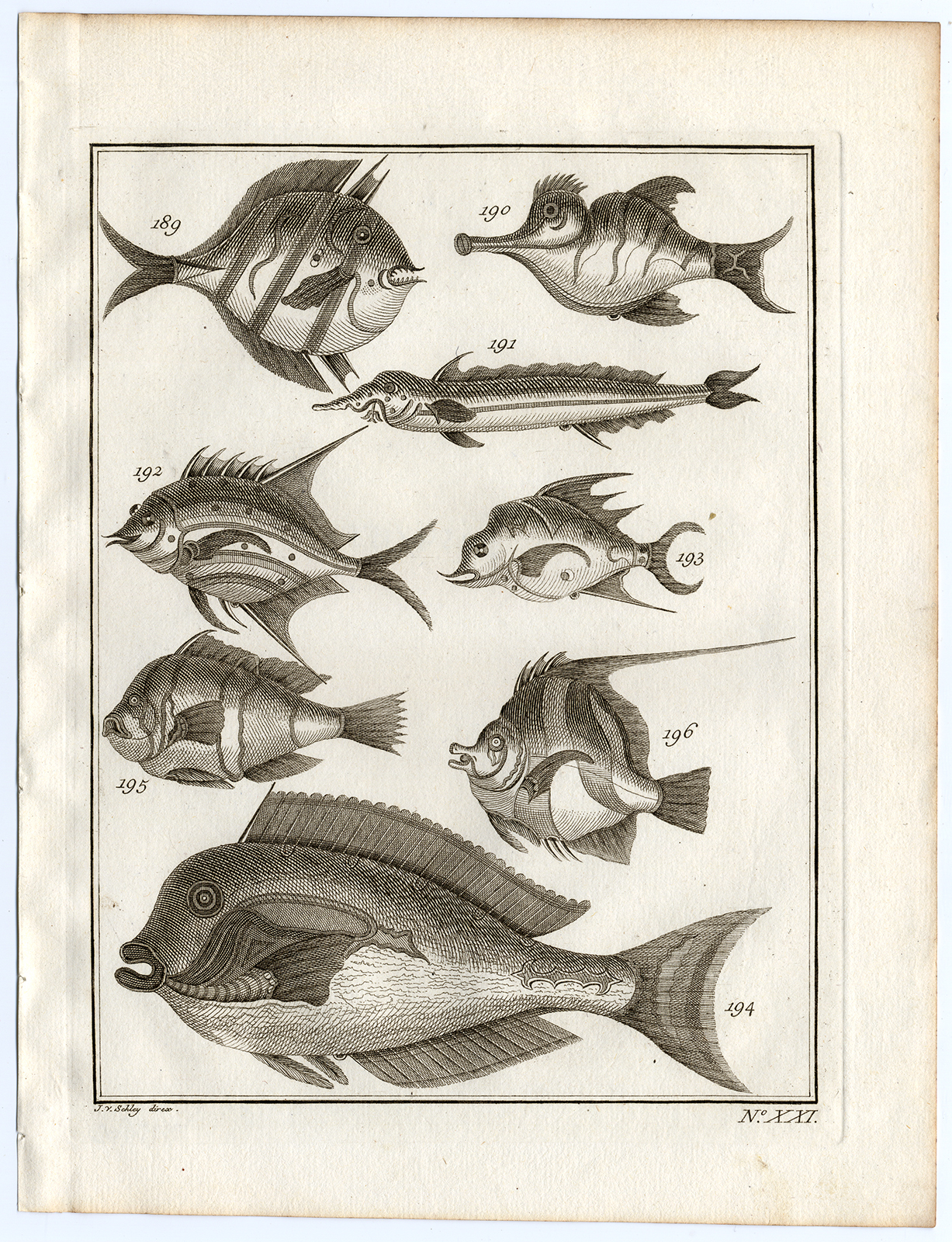 , Antique Print-AMBON-SOUTHEAST ASIA-TROPICAL FISH-P. XXI-Schley-Bellin-Roman-1767, Pictura Antique Prints