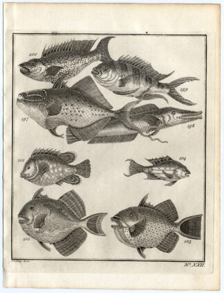 Antique Print-AMBON-SOUTHEAST ASIA-TROPICAL FISH-XXII-Schley-Bellin-Roman-1767