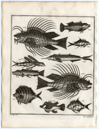 Antique Print-AMBON-SOUTHEAST ASIA-TROPICAL FISH-XXIII-Schley-Bellin-Roman-1767