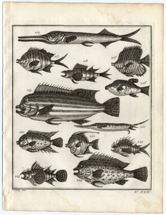 Antique Print-AMBON-SOUTHEAST ASIA-TROPICAL FISH-XXIV-Schley-Bellin-Roman-1767